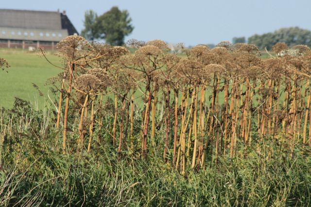 2009-08-Holandsko > obr (79)